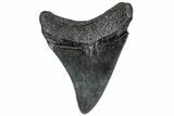Fossil Megalodon Tooth - South Carolina #301817-1